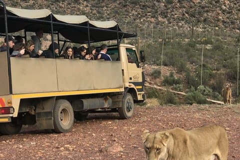 Big Five Safari mit Transport
