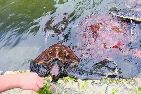 Nager avec les tortues marines et la forêt de Jozani à Zanzibar