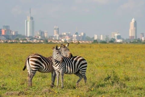 Nairobi-Nationalpark Halbtagestour mit Fortgeschrittener