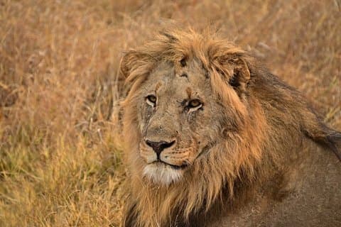 Dagstur til Tsavo East National Park fra Mombasa