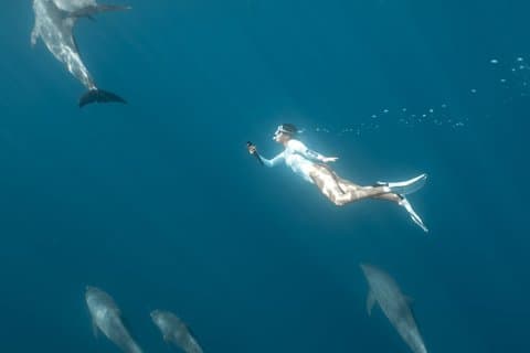 Privat svømming med delfiner snorkling og White Island Hurghada