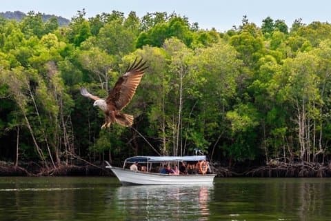 Langkawi : Visite en bateau de la mangrove de Kilim 3H partagée