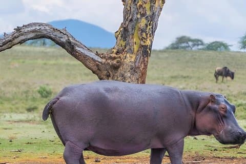 Excursión de un día al Lago Naivasha y Hellsgate desde Nairobi