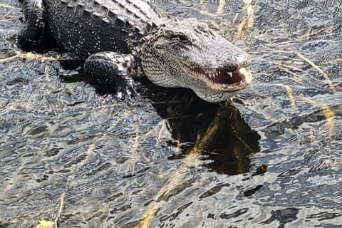 Airboat Tours Florida Everglades com o Capitão Wayne