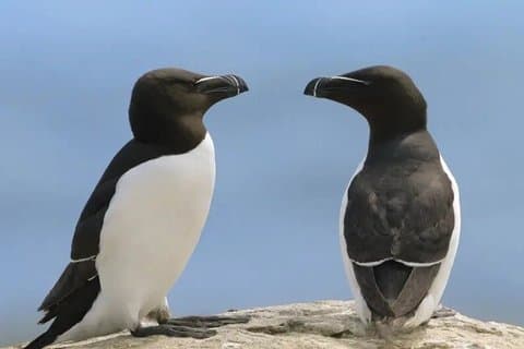 1000 Little Penguins Cruise