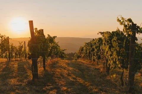 Nemea Wine Tasting, Corinth Canal & Ancient Corinth Private Tour