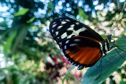 Tour a Butterfly Garden in Harmonyville