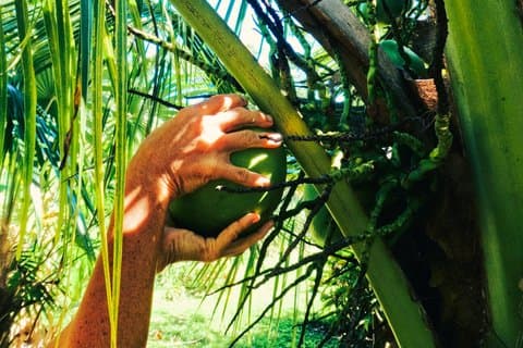 Harmonyville Off Grid Jungle Ecofarm Private Tour