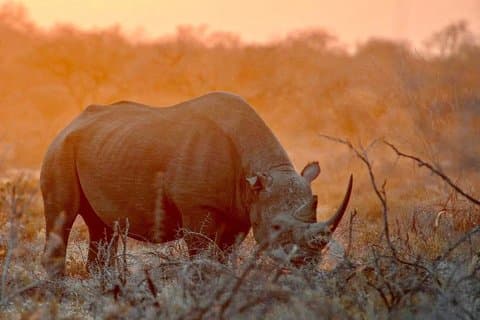 Nairobi city, wildlife & Maasai Mara cultural experience