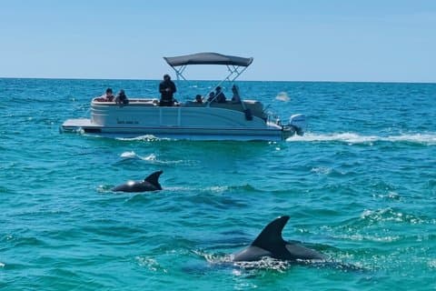 2-stündige private Delfintour am Panama City Beach