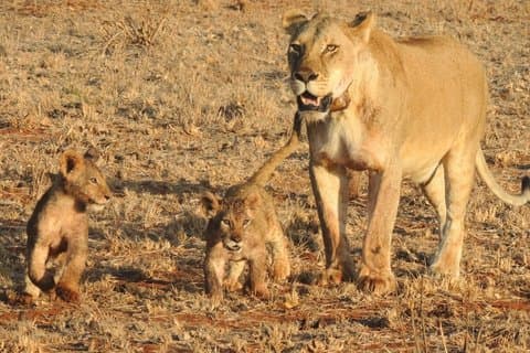 2 Days Safari to Tsavo East From Diani Beach