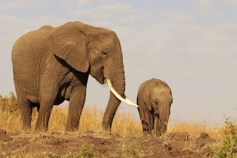 Ol Pejeta Conservancy Day Tour See Rhinos and Chimpanzees