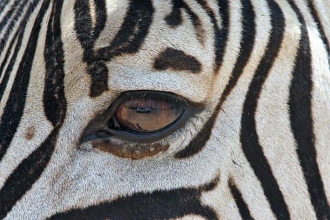 Half Day Guided Safari in Addo Elephant National Park