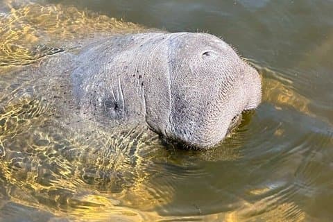 Manatee Watching Experience with Guaranteed Sighting