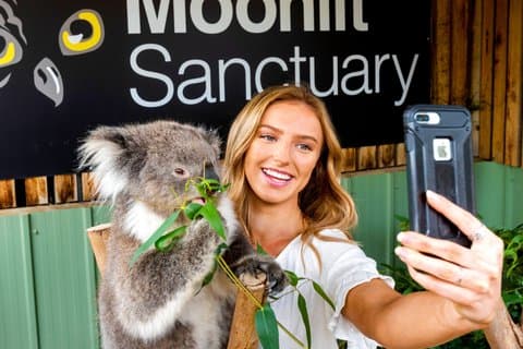 Phillip Island Penguin Parade et visite de la faune au départ de Melbourne