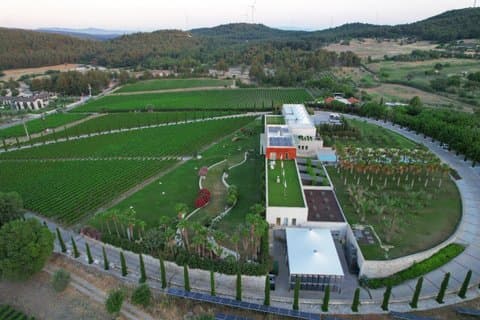 Urla Wine & Olive Oil Tasting Tour – Private Day Trip from Izmir