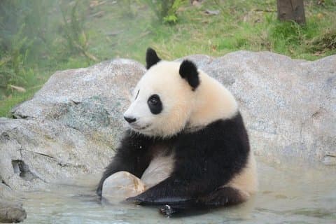 Excursão privada de 4 dias inteiros a todos os destaques em Chengdu e arredores