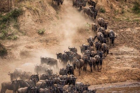 Desde Nairobi : 4 Días 3 Noches Safari Masai Mara Lake Nakuru