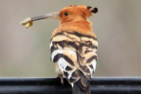 Cidade do Cabo Small Group Birding Tour
