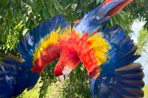 Morgendliche Vogelbeobachtung im Essence Arenal - El Castillo