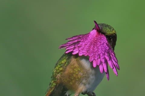 Antigua Cloud Forest Tour com observação de Hummingbird