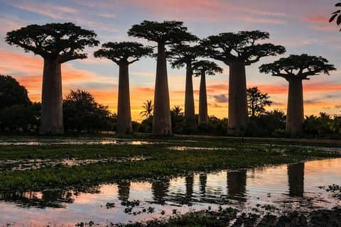 6 jours à Madagascar à la découverte de la forêt tropicale humide des lémuriens et des baobabs