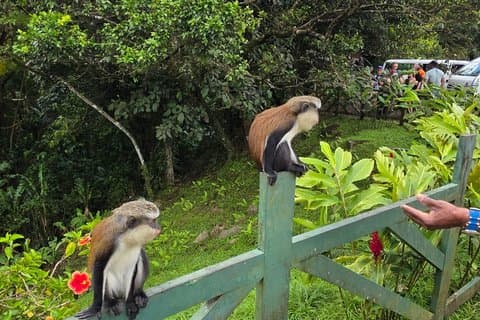 Grenada Rainforest and Beach Tour