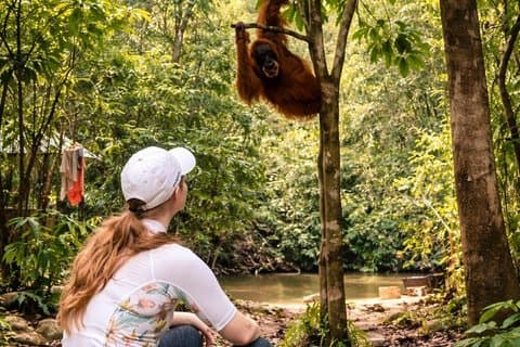 Sumatra : 2-Day Orangutan Trekking and River Tubing Tour