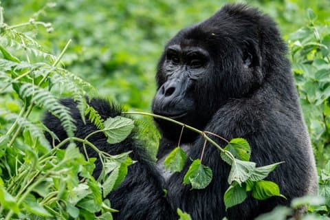 Uganda Gorilla Trekking, Queen Elizabeth e Murchison Wildlife
