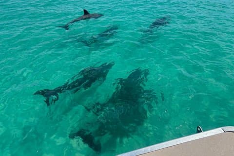 Private 3 Hours Dolphin Tour to Shell Island in Panama City Beach