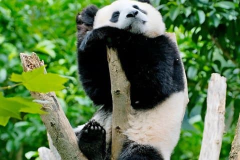 Flyplass og jernbane transitt tur 6 til 7 timer Chengdu med Panda