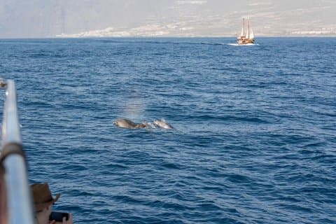 Delfinøen bådtur – svømning, sol og frokost inkluderet