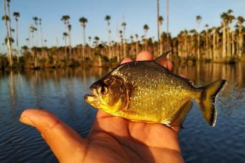 De Puerto Maldonado Piranha Aventure de pêche au lac Yacumama