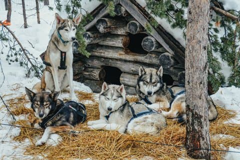 Husky Ride e pranzo nel Parco Nazionale di Riisitunturi