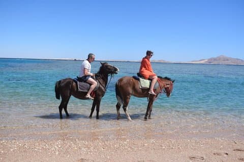 2-Hour Horse Riding on Beach & Desert with Transfer / Hurghada
