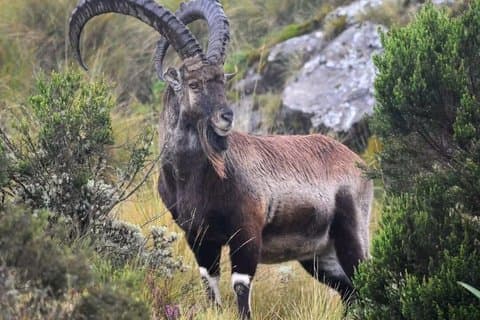 Privat guidad 7-dagars bergsvandringstur till Simien