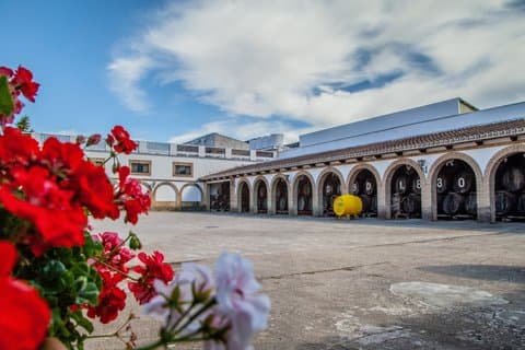 Expérience œnologique à Montilla
