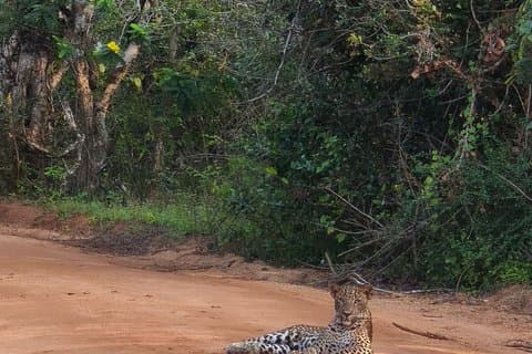 7-Hour Wildlife Shared Jeep Safari in Yala National Park