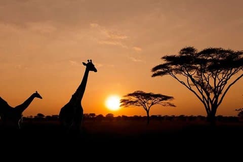 Big Five Sunset Safari mit Mittagessen