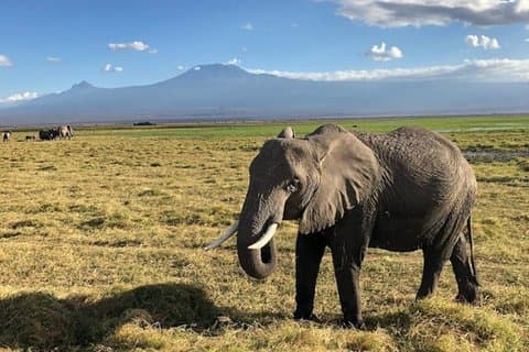 ナイロビ：アンボセリ国立公園とマサイ村日帰り旅行