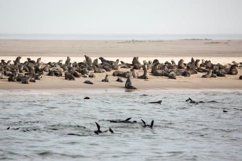 Marine Dauphin Seal Cruise