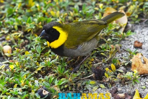 Excursões Naturais Bahamas