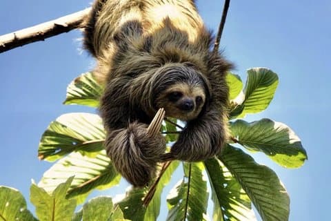 La Fortuna: Sloth Watching Tour with Butterfly Conservatory