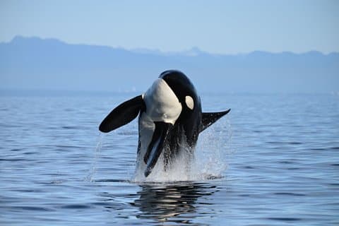 Vancouver Half-Day Whale Watching Adventure com fotos gratuitas