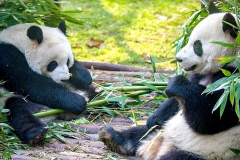 Tour de 11 días por China en grupos pequeños a Beijing, Xian, Chengdu, Shanghái