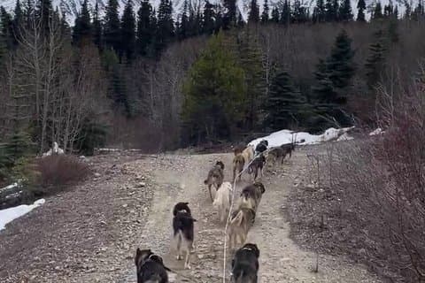 Skagway Yukon Dog Musher Camp and Summer Sled Dog Ride