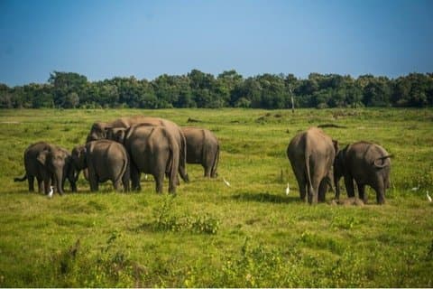 Safari privado de elefantes en Minneriya con estancia gratuita en Sigiriya