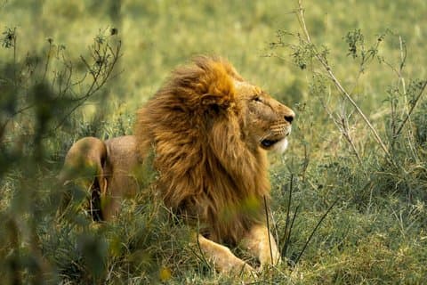 Heldags guidad safari i Addo Elephant National Park