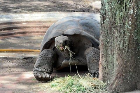 キト動物園野生動物体験エクアドルの原生動物を発見