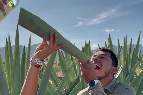 Upplevelse: Mezcal, Pulque y tradición Oaxaqueña